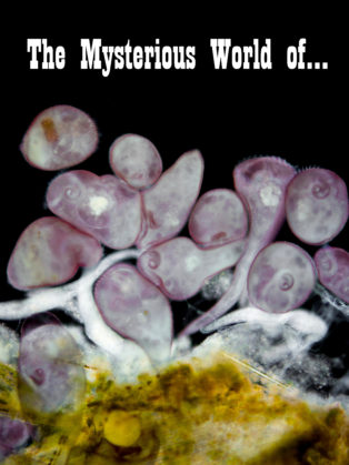 img news fulldome The Mysterious World of...