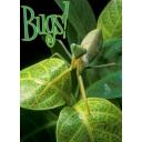 Bugs! A rainforest adventure