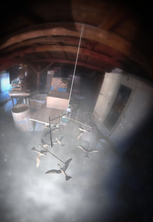 Schrödinger Birds