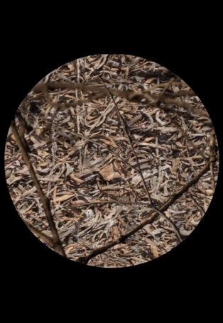 Legendary Psychasthenia